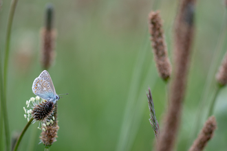Common blue butterfly 