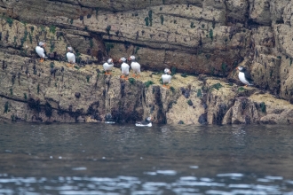 Puffins in a row  on the rocks on Burhou