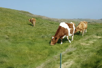 Cows at Longis