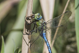 Emperor dragonfly eating bee