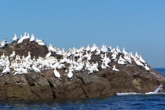 Boat trip see gannets