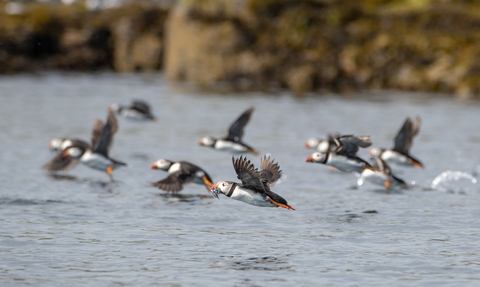 Puffins flying with sand eels