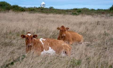 Conservation herd by the coast