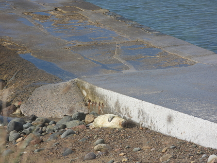 Seal Pup at Clonque Causeway - AWT Staff