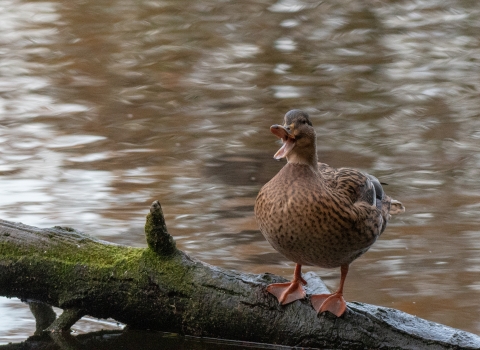 Quacking duck