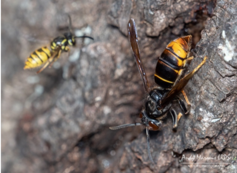 Asian hornet compared with wasp