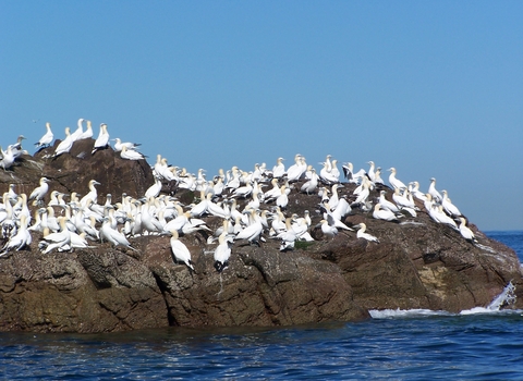 Boat trip see gannets