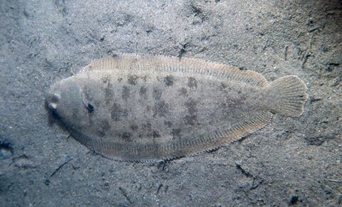 Common Sole