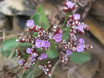 Alderney sea lavender