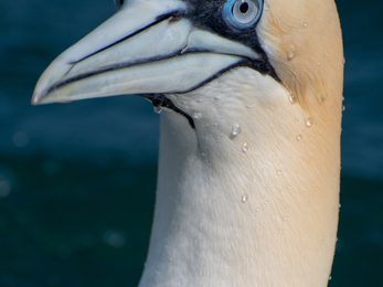 gannet