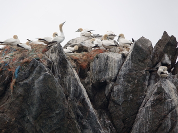 Gannets on LE