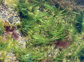 Common Eelgrass (Claire Marshall)