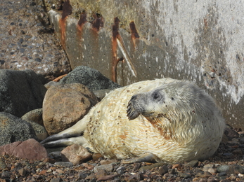 Seal Pup - AWT Staff