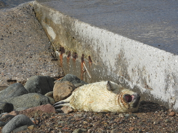 Seal pup at Clonque (AWT Staff)