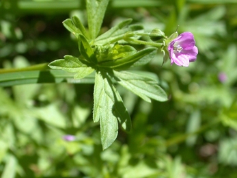 Alderney Geranium