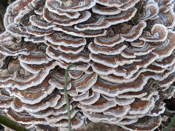 Turkey Tail - Credit Chloe Hayward