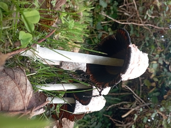Shaggy inkcap