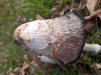 Shaggy inkcap