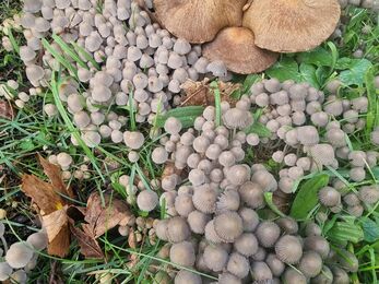 Fairy Inkcap - Credit: Niamh McDevitt