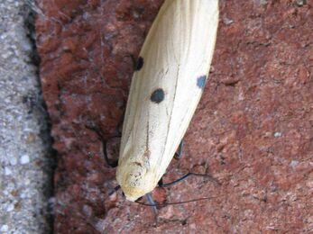 Four-spotted footman (female)