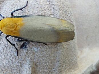 Four-spotted footman (male) 