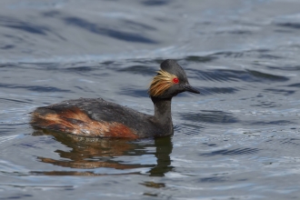 Black-necked Grebe