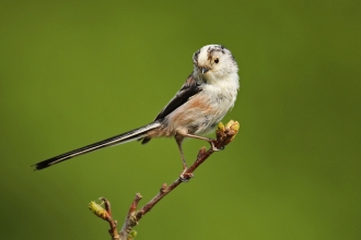 Long-tailed tit