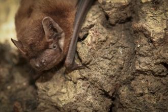 Noctule bat