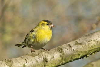 Siskin