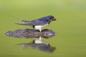 Barn swallow