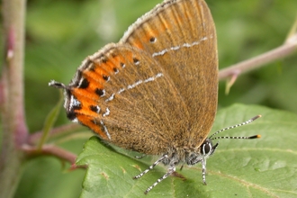 Black hairstreak butterfly