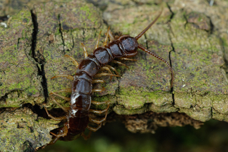 Brown Centipede