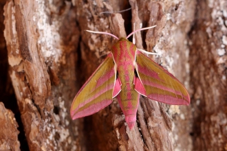 Elephant Hawk-moth