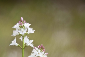 Bogbean