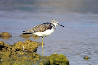 Greenshank