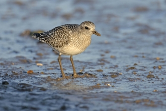 Grey Plover