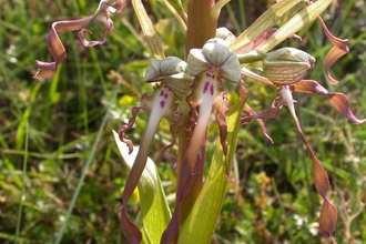 Lizard Orchid