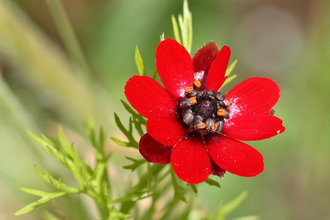 Pheasant's-eye