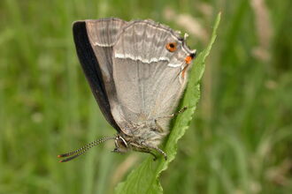 Purple Hairstreak butterfly