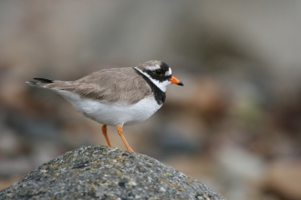 Ringed Plover