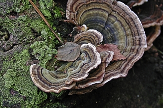 Turkeytail