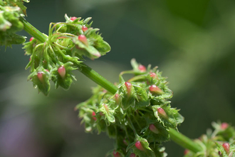 Broad-leaved Dock