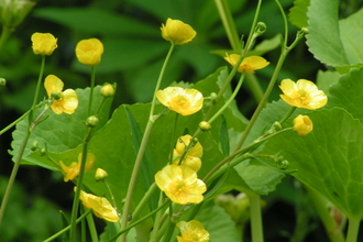 Lesser Spearwort