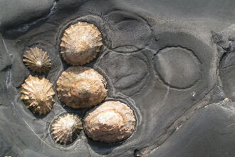 Limpets