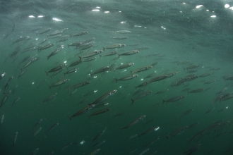 Mackerel