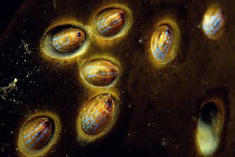Blue-rayed limpets