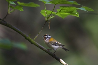 Firecrest