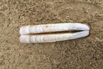 Razor shell