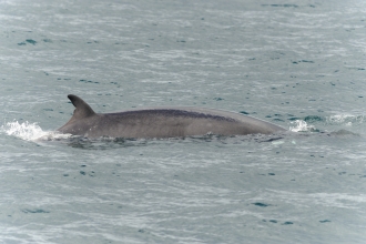 Minke whale