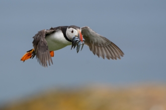 Flying puffin